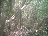 GRSM Accuracy Assessment. Plot Code: GRSM_AA_0793_5