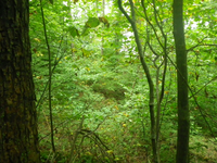 GRSM Accuracy Assessment. Plot Code: GRSM_AA_0618_5