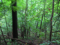 GRSM Accuracy Assessment. Plot Code: GRSM_AA_0517_2