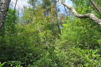 GRSM Accuracy Assessment. Plot Code: GRSM_AA_0732_2