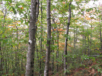 GRSM Accuracy Assessment. Plot Code: GRSM_AA_0039_5