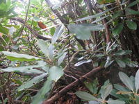 GRSM Accuracy Assessment. Plot Code: GRSM_AA_0443_2