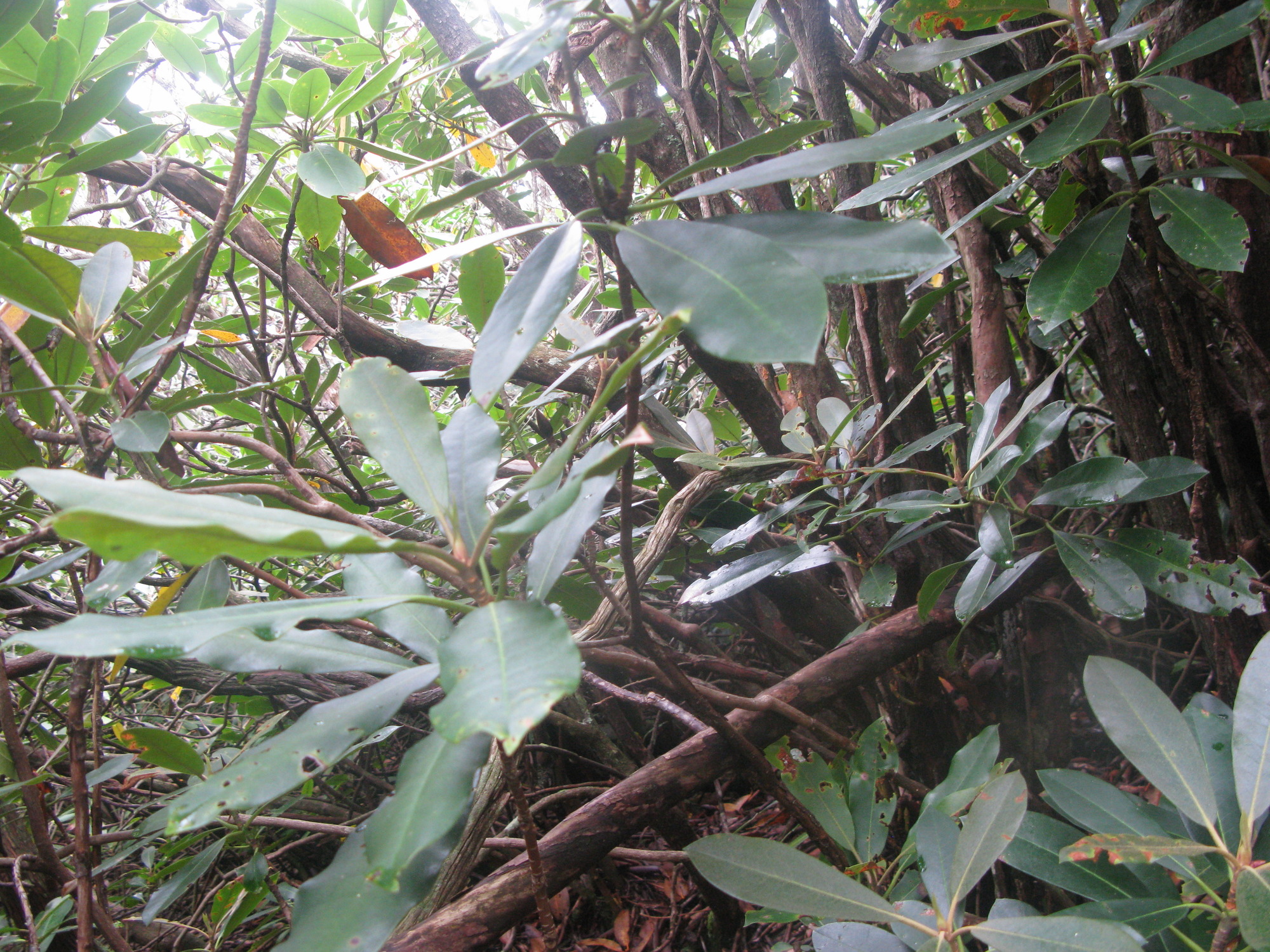 GRSM Accuracy Assessment. Plot Code: GRSM_AA_0443_2