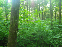 GRSM Accuracy Assessment. Plot Code: GRSM_AA_0545_3