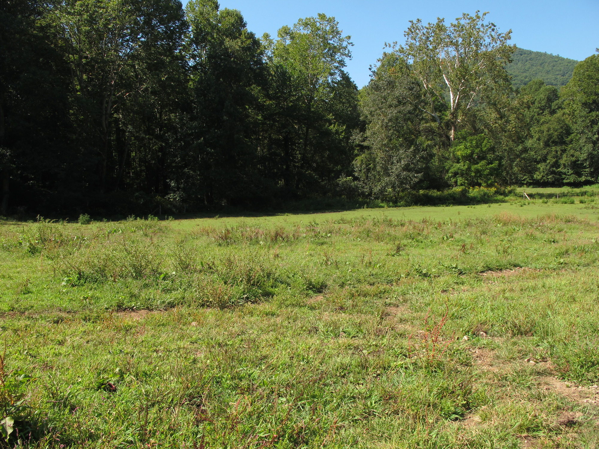 GRSM Accuracy Assessment. Plot Code: GRSM_AA_0807_6