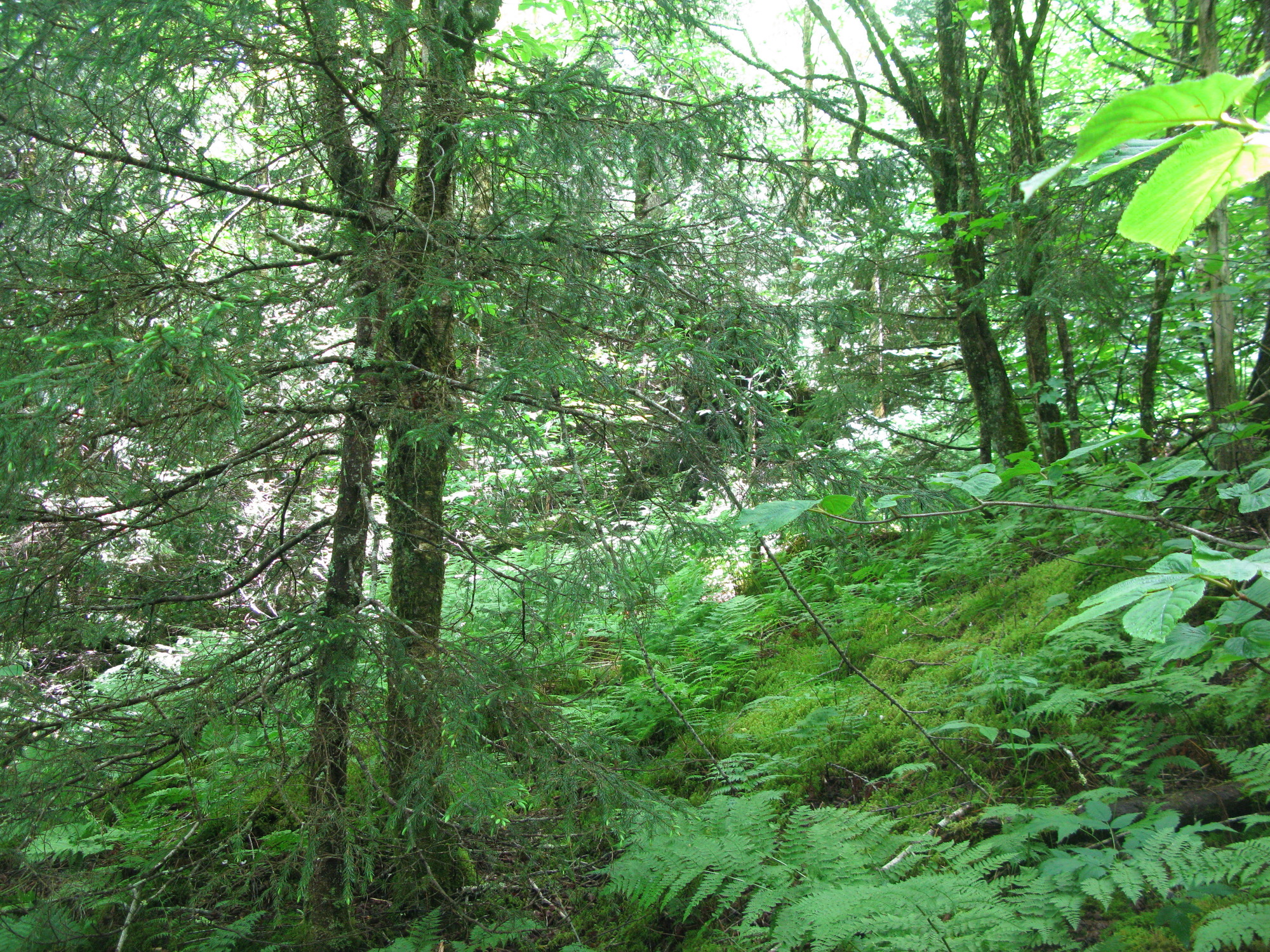 GRSM Accuracy Assessment. Plot Code: GRSM_AA_0580_3