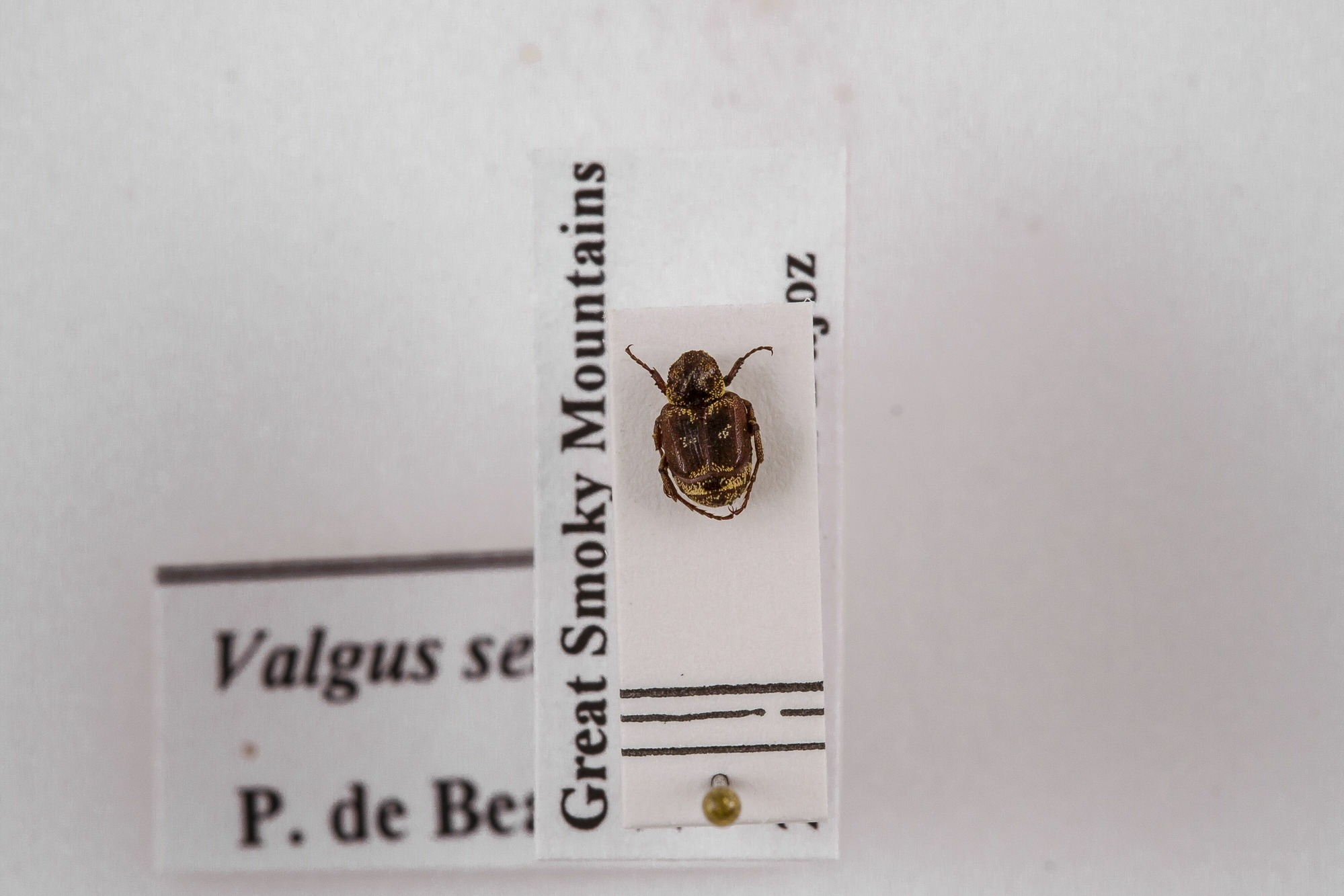 Image of Valgus canaliculatus, a species of Insect