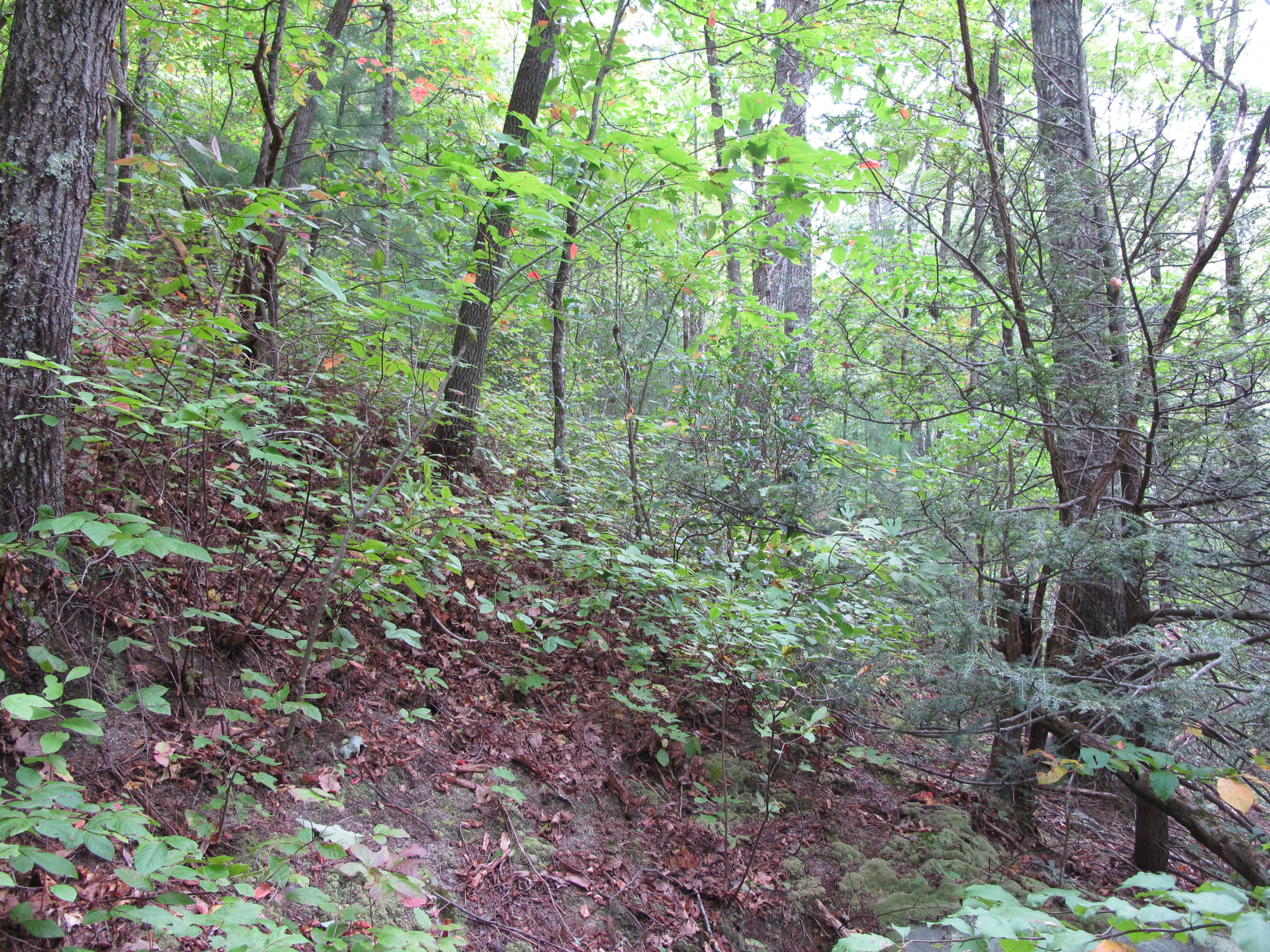 GRSM Accuracy Assessment. Plot Code: GRSM_AA_0519_3