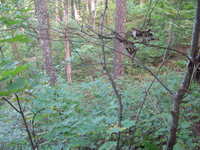 GRSM Accuracy Assessment. Plot Code: GRSM_AA_0675_2