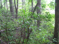 GRSM Accuracy Assessment. Plot Code: GRSM_AA_0212_3