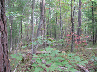 GRSM Accuracy Assessment. Plot Code: GRSM_AA_0951_2