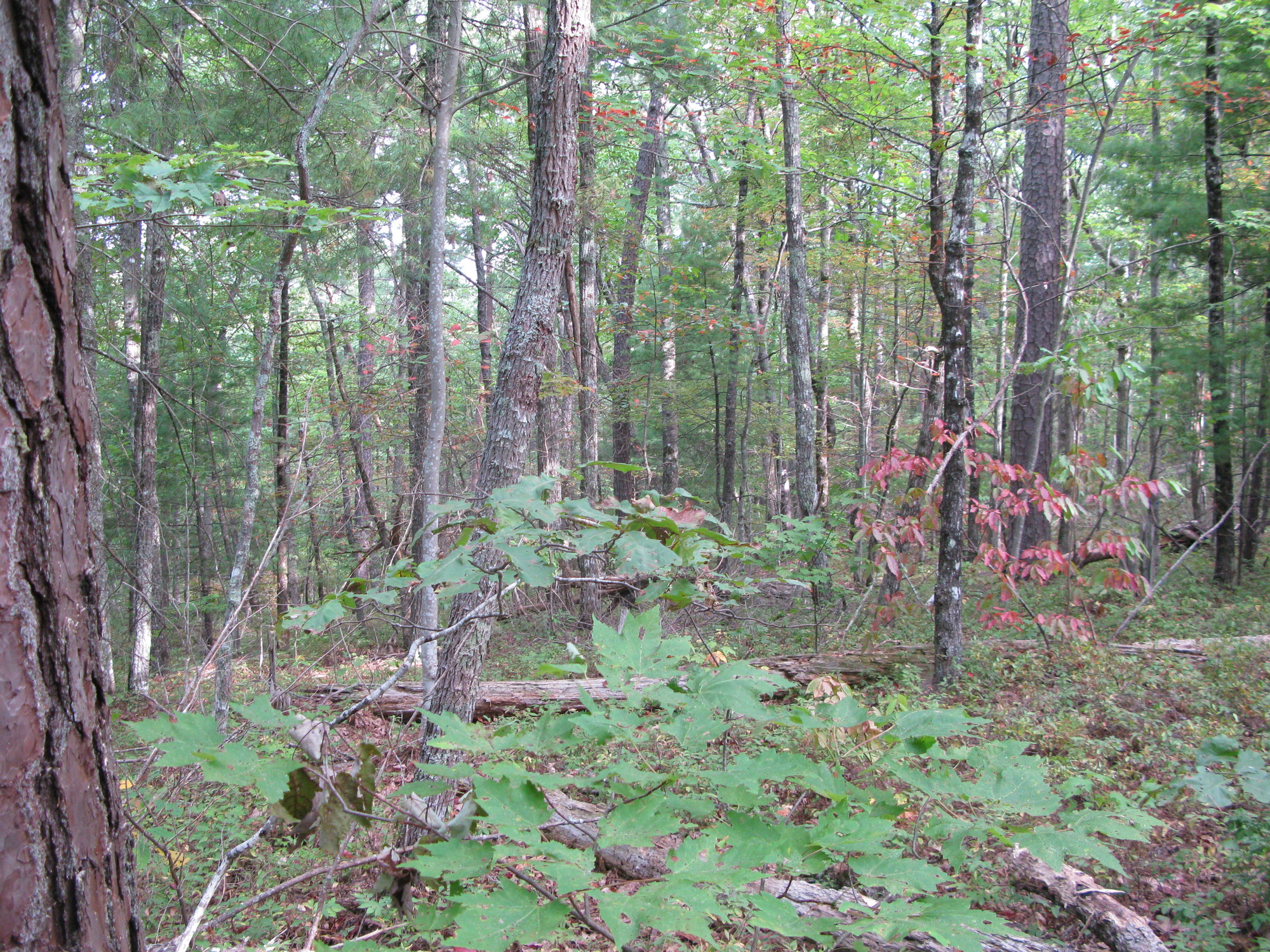 GRSM Accuracy Assessment. Plot Code: GRSM_AA_0951_2