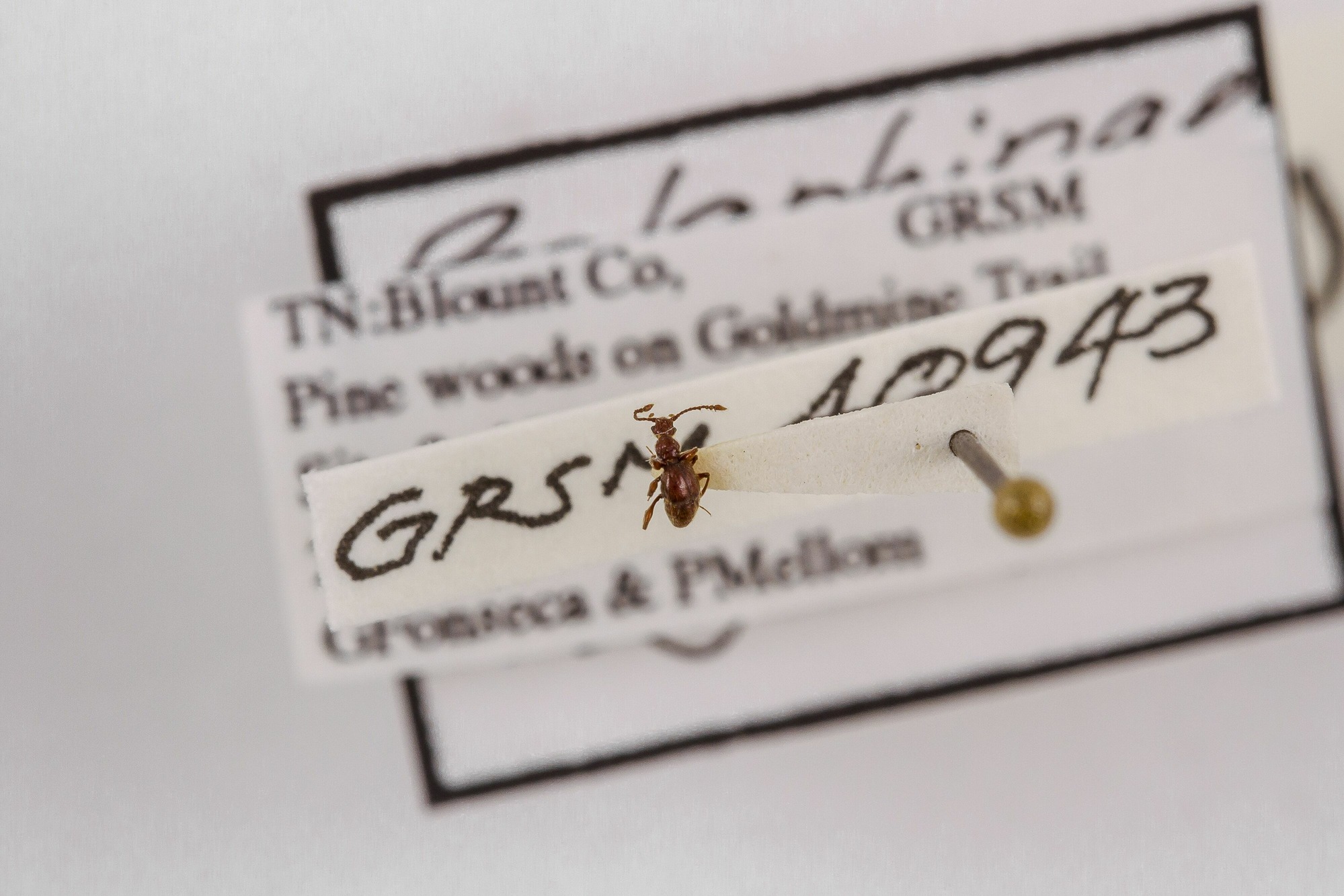 Image of Batrisodes schaumi, a species of Animalia