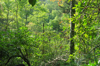 GRSM Accuracy Assessment. Plot Code: GRSM_AA_0921_6