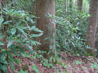 GRSM Accuracy Assessment. Plot Code: GRSM_AA_0422_4