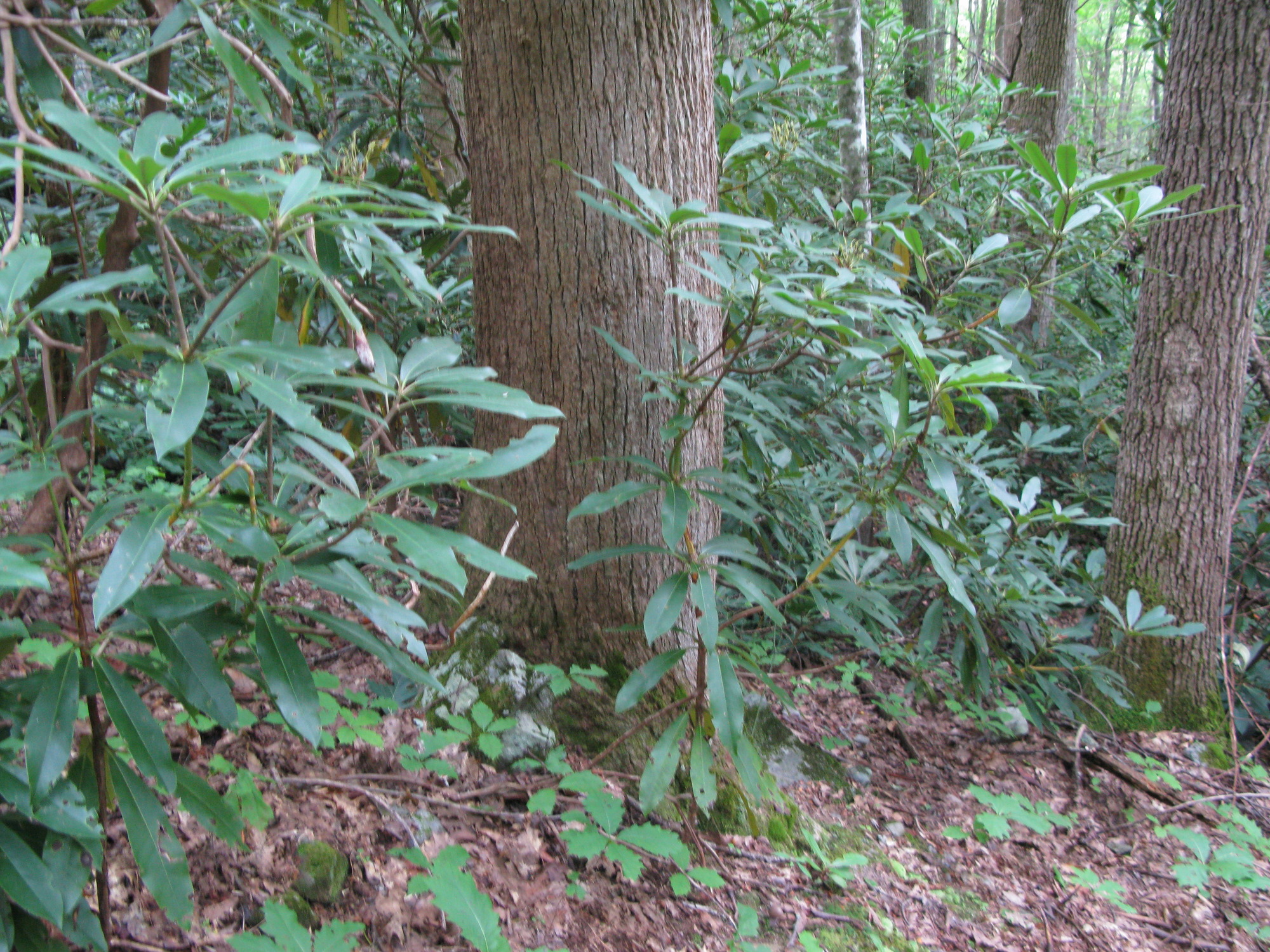 GRSM Accuracy Assessment. Plot Code: GRSM_AA_0422_4