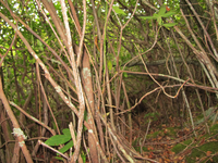 GRSM Accuracy Assessment. Plot Code: GRSM_AA_0880_5