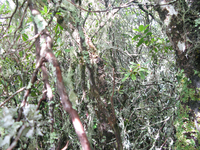 GRSM Accuracy Assessment. Plot Code: GRSM_AA_0174_5