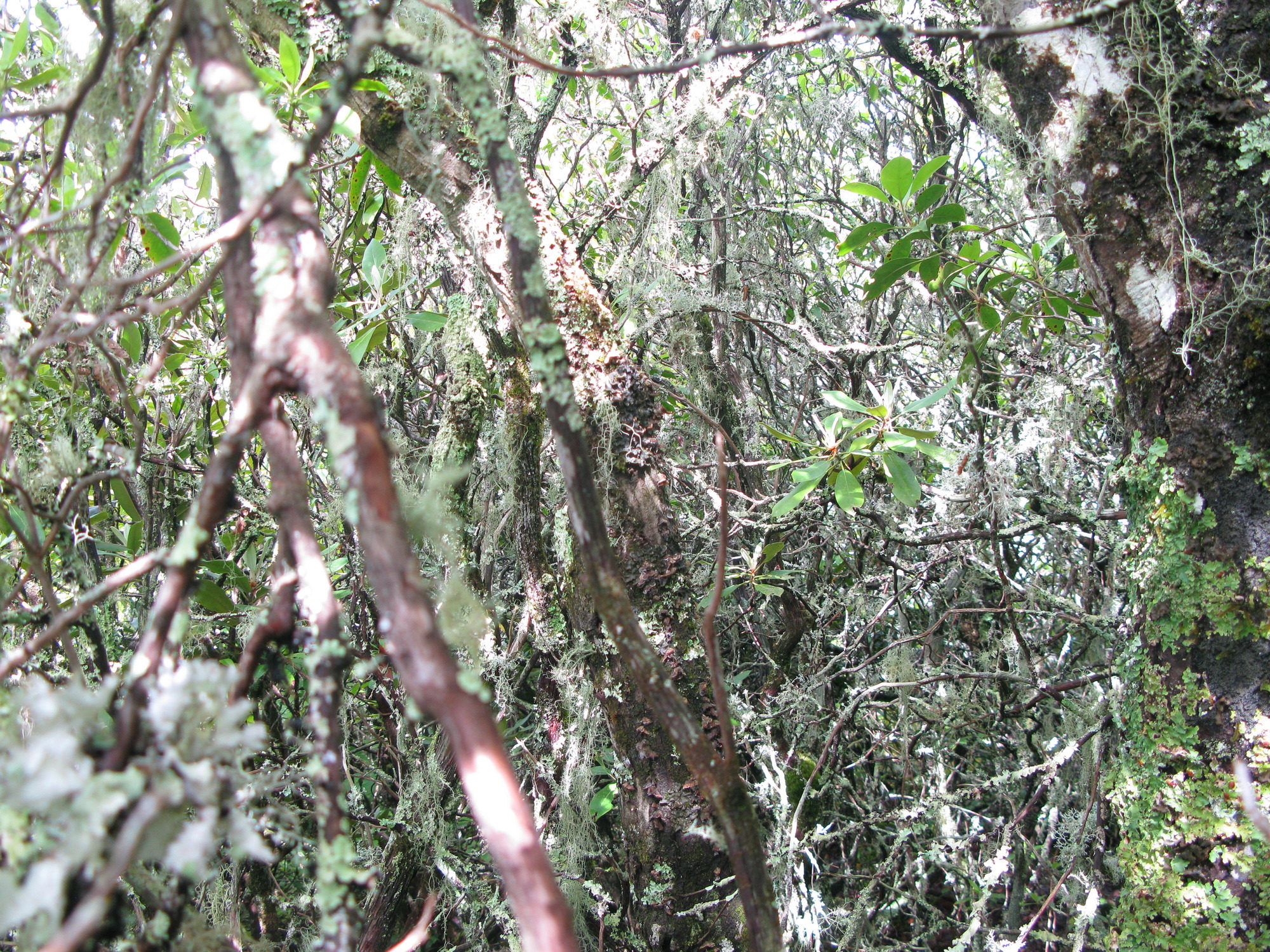 GRSM Accuracy Assessment. Plot Code: GRSM_AA_0174_5