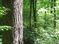 GRSM Accuracy Assessment. Plot Code: GRSM_AA_0302_4