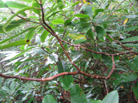 GRSM Accuracy Assessment. Plot Code: GRSM_AA_0025_4