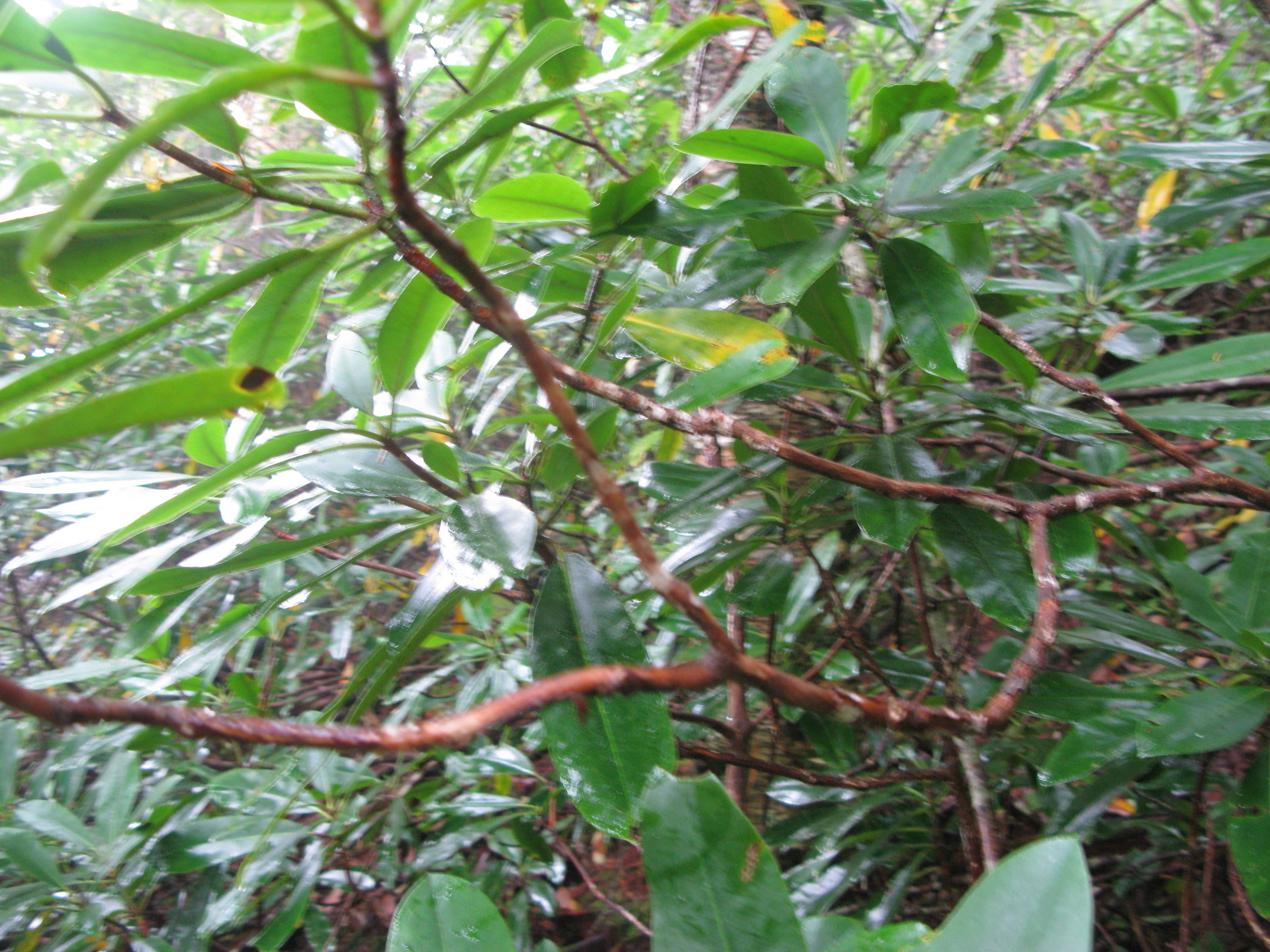 GRSM Accuracy Assessment. Plot Code: GRSM_AA_0025_4