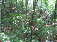 GRSM Accuracy Assessment. Plot Code: GRSM_AA_0045_3