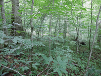 GRSM Accuracy Assessment. Plot Code: GRSM_AA_0925_2