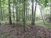 GRSM Accuracy Assessment. Plot Code: GRSM_AA_0393_4