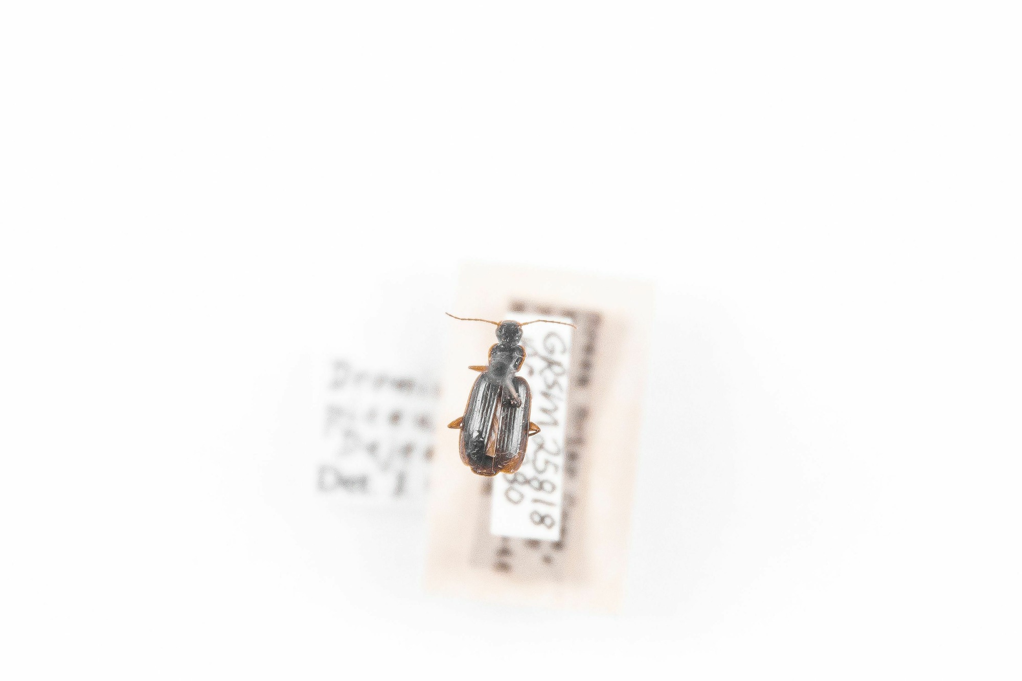 Image of Dromius piceus, a species of Animalia