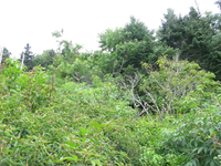 GRSM Accuracy Assessment. Plot Code: GRSM_AA_0747_6