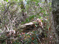 GRSM Accuracy Assessment. Plot Code: GRSM_AA_0323_4