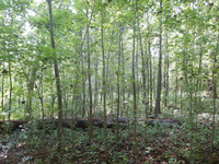 GRSM Accuracy Assessment. Plot Code: GRSM_AA_0712_9