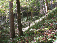 GRSM Accuracy Assessment. Plot Code: GRSM_AA_0207_6