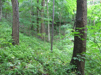 GRSM Accuracy Assessment. Plot Code: GRSM_AA_0817_6