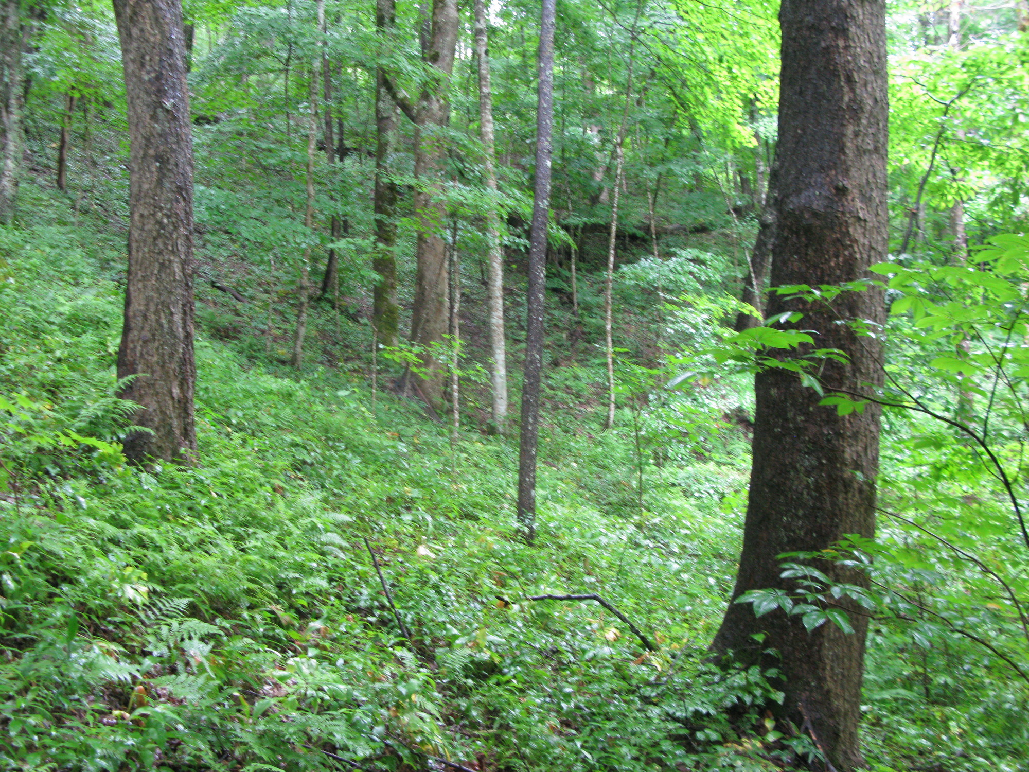 GRSM Accuracy Assessment. Plot Code: GRSM_AA_0817_6