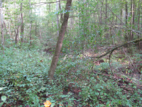 GRSM Accuracy Assessment. Plot Code: GRSM_AA_0346_6