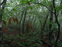 GRSM Accuracy Assessment. Plot Code: GRSM_AA_0699_5