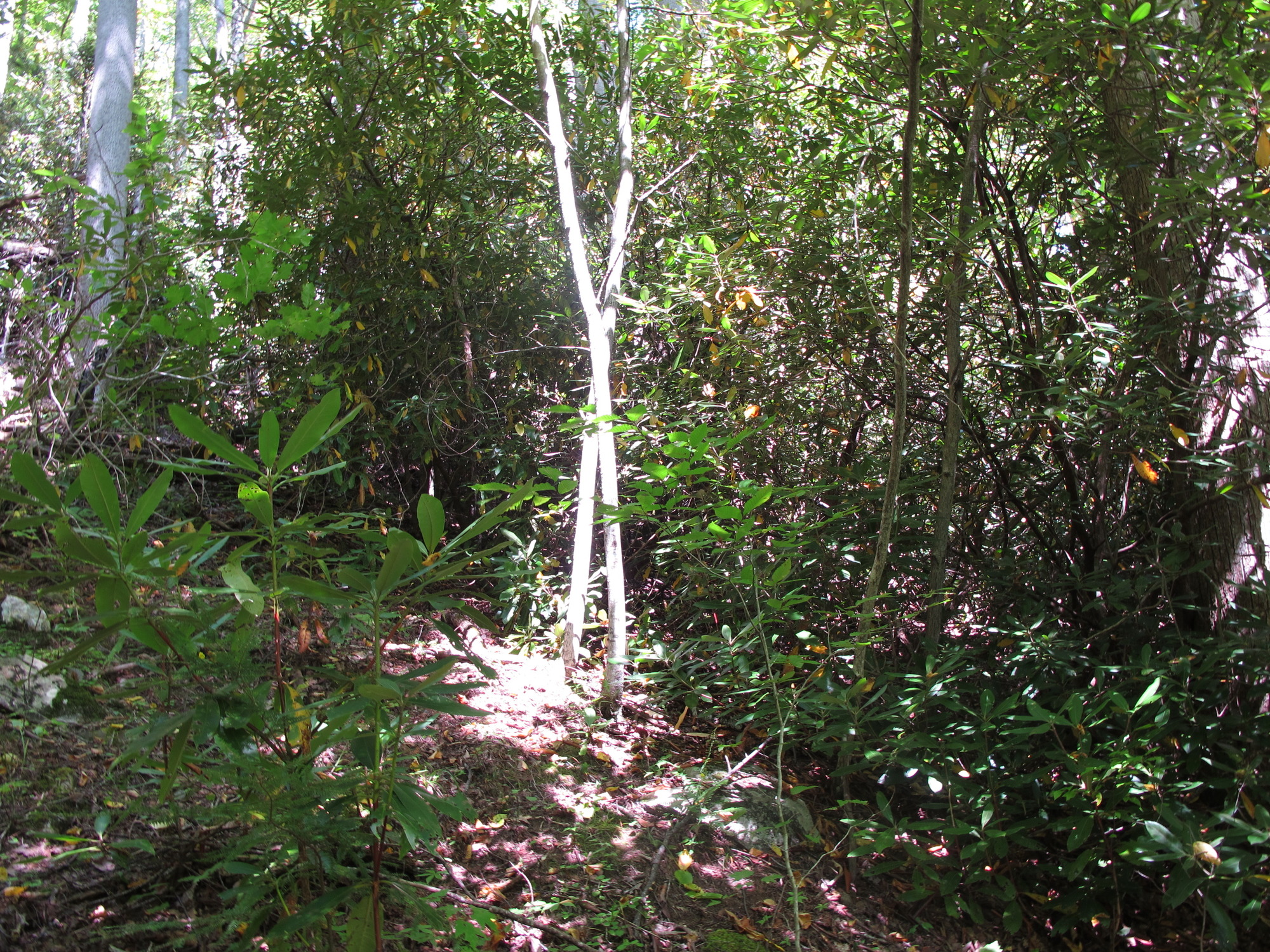 GRSM Accuracy Assessment. Plot Code: GRSM_AA_0201_6