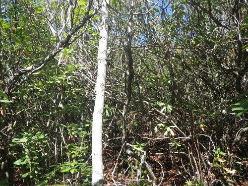 GRSM Accuracy Assessment. Plot Code: GRSM_AA_0318_6