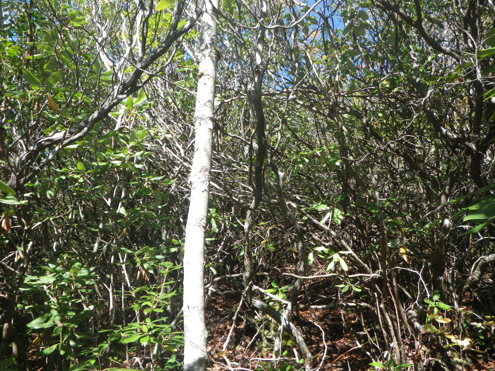 GRSM Accuracy Assessment. Plot Code: GRSM_AA_0318_6