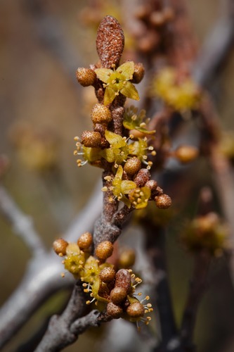 Soapberry