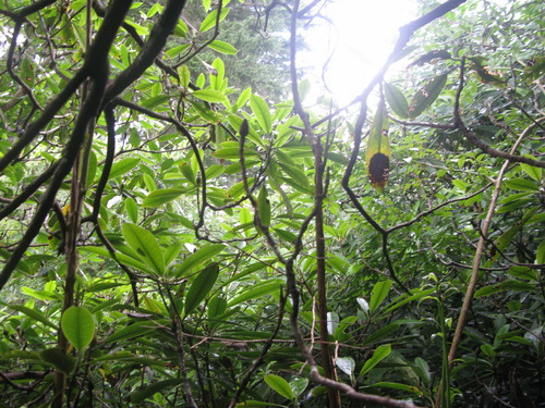 Plot Code: GRSM_AA_0695_5