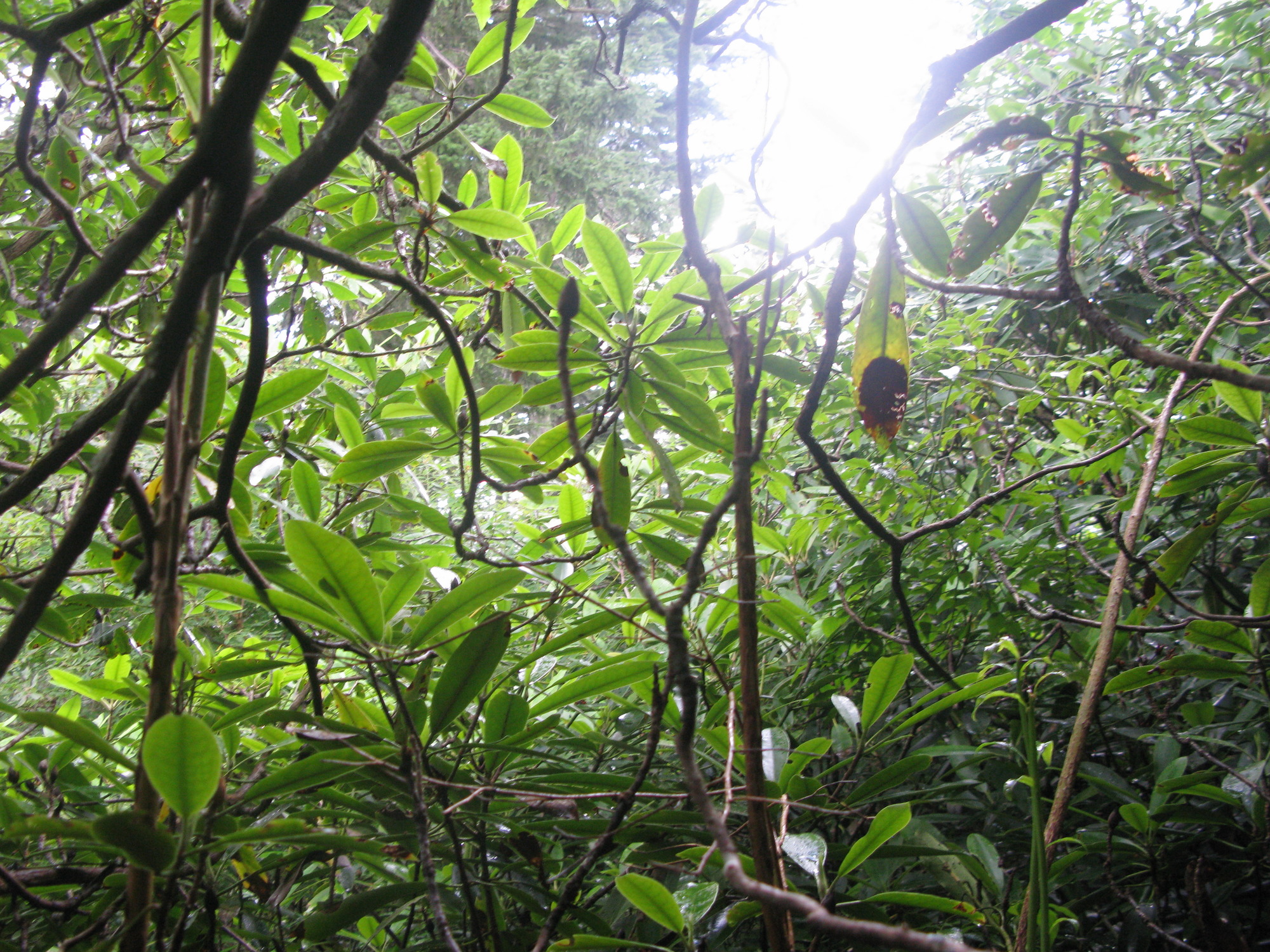 Plot Code: GRSM_AA_0695_5