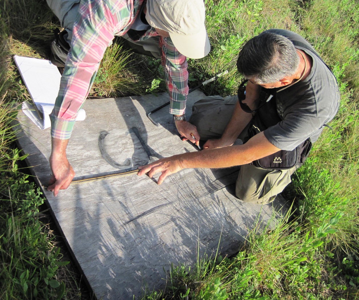 Two volunteers measure a snake on top of a piece of plywood.