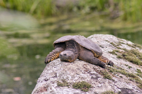  A large turtle sits on a rock near water.