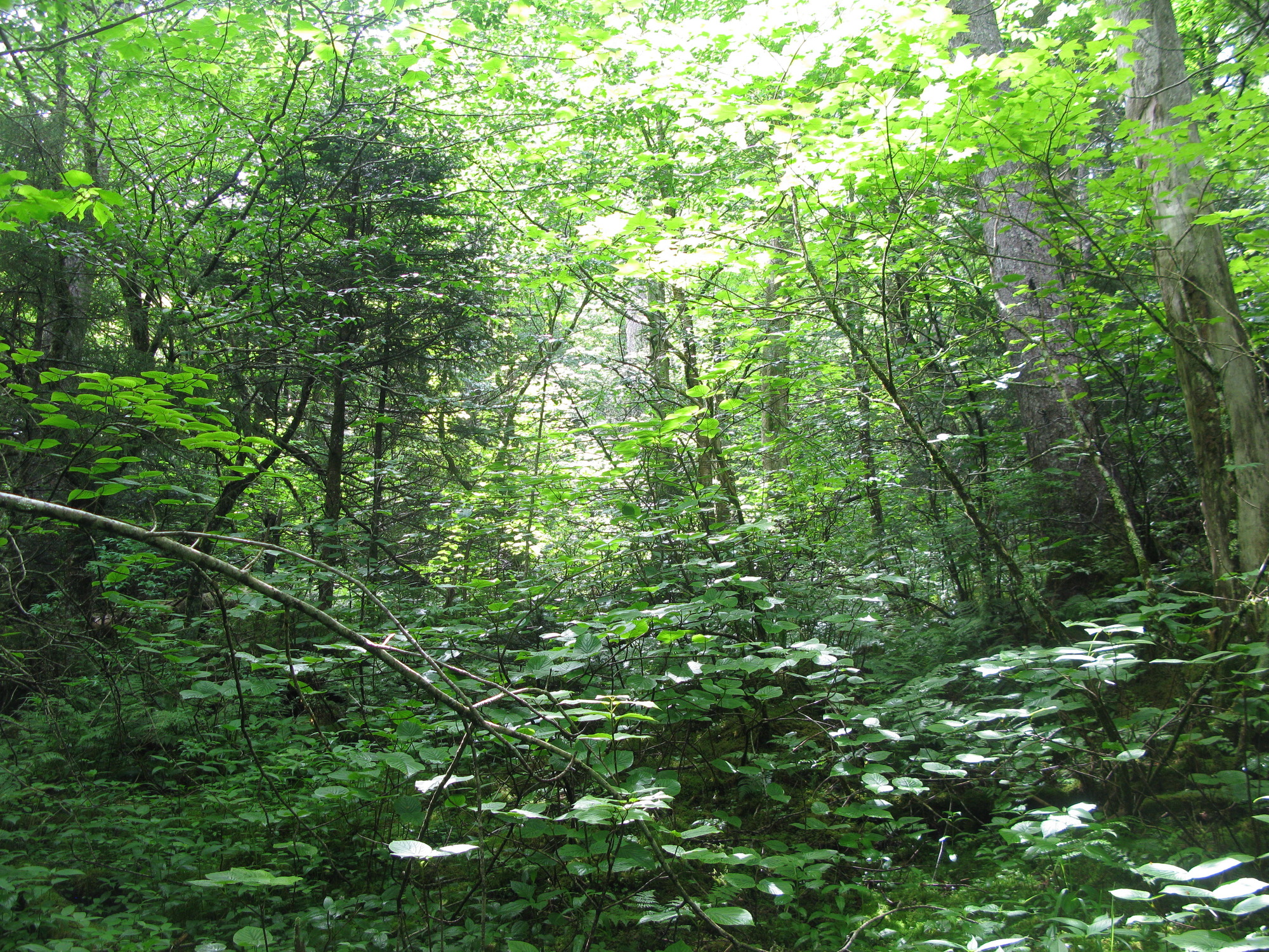 GRSM Accuracy Assessment. Plot Code: GRSM_AA_0682_6