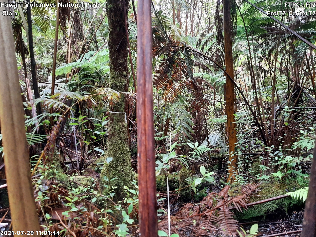 Eye-level view of plant community at monitoring site