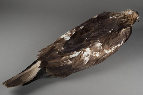 PORE 208 Aquila chrysaetos (Linnaeus, 1758)