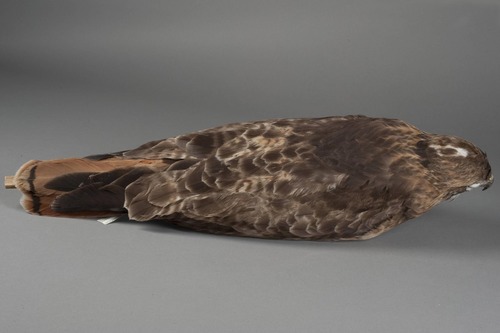 PORE 192 Buteo jamaicensis (J.F.Gmelin, 1788)